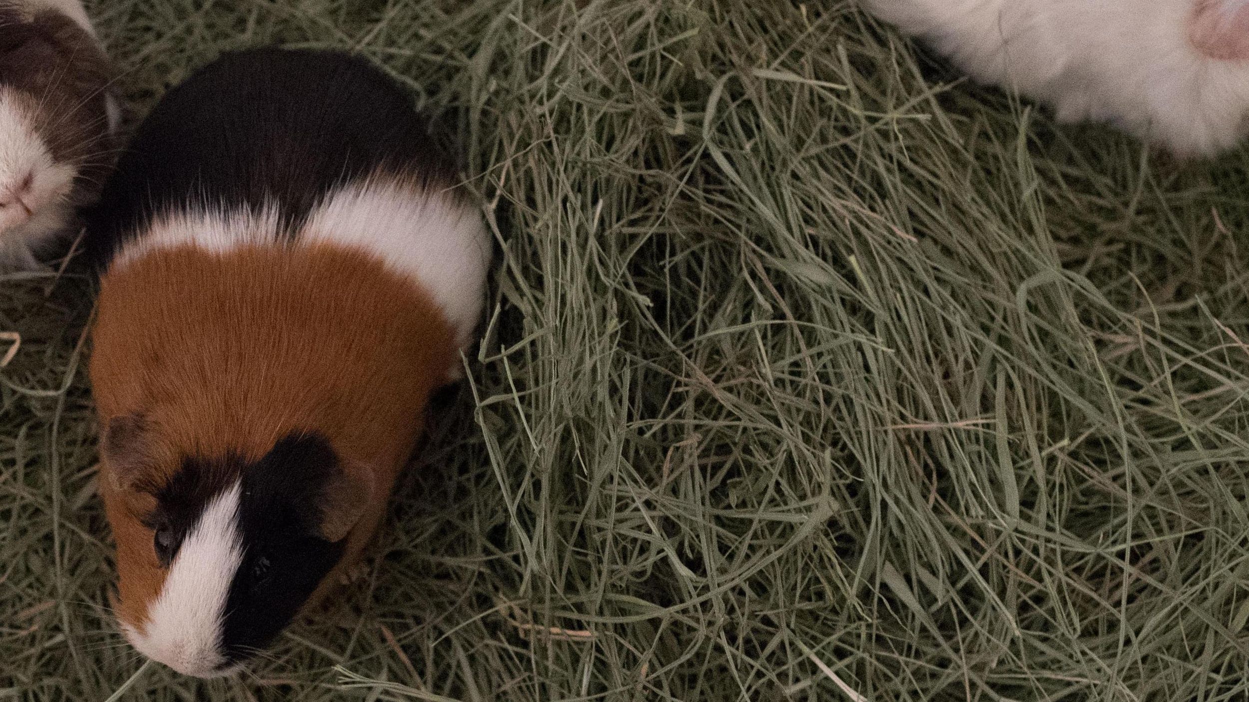 Dozens Of New Guinea Pigs For Nine Mile Falls Family After Tiny Casanova Infiltrates Ranks The Spokesman-review Dozens Of New Guinea Pigs For Nine Mile Falls Family After Tiny Casanova Infiltrates Ranks The Spokesman-review