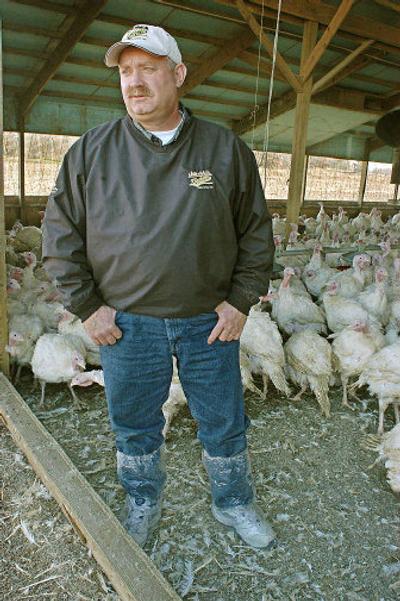 
Rick Klaphake wears disposable boots when entering one of his turkey barns near Sauk Centre, Minn. Klaphake says keeping turkeys inside and people and wild birds out is one of the major safeguards poultry producers across the country are using to protect their flocks against a whole range of diseases. 
 (Associated Press photos / The Spokesman-Review)