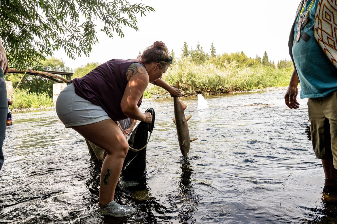 Spokane Tribe releases 150 Chinook salmon into Spokane River Aug. 24