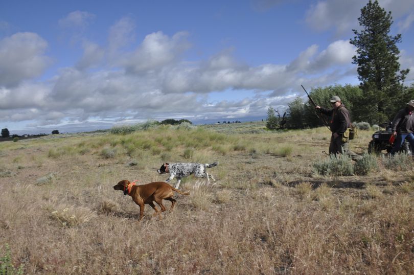 A Vizsla and an English setter launch for their brace in the Chukar Challenge. (Rich Landers)