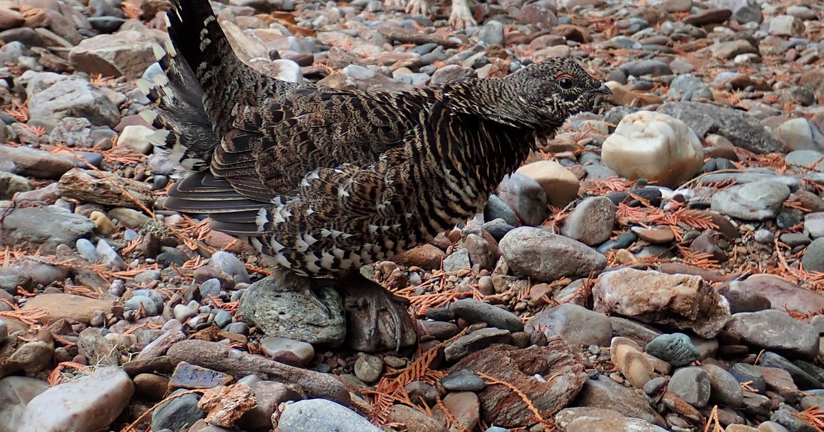 s-r-hunting-outlook-2020-upland-bird-hunters-have-time-to-kill-the