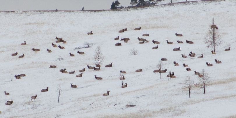 Montana's elk shoulder season, which has turned out to be extremely popular,  is meant to reduce the number of elk on private land.  (Montana Fish, Wildlife and Parks)