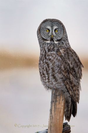 Great gray owl. (Jaimie Johnson)