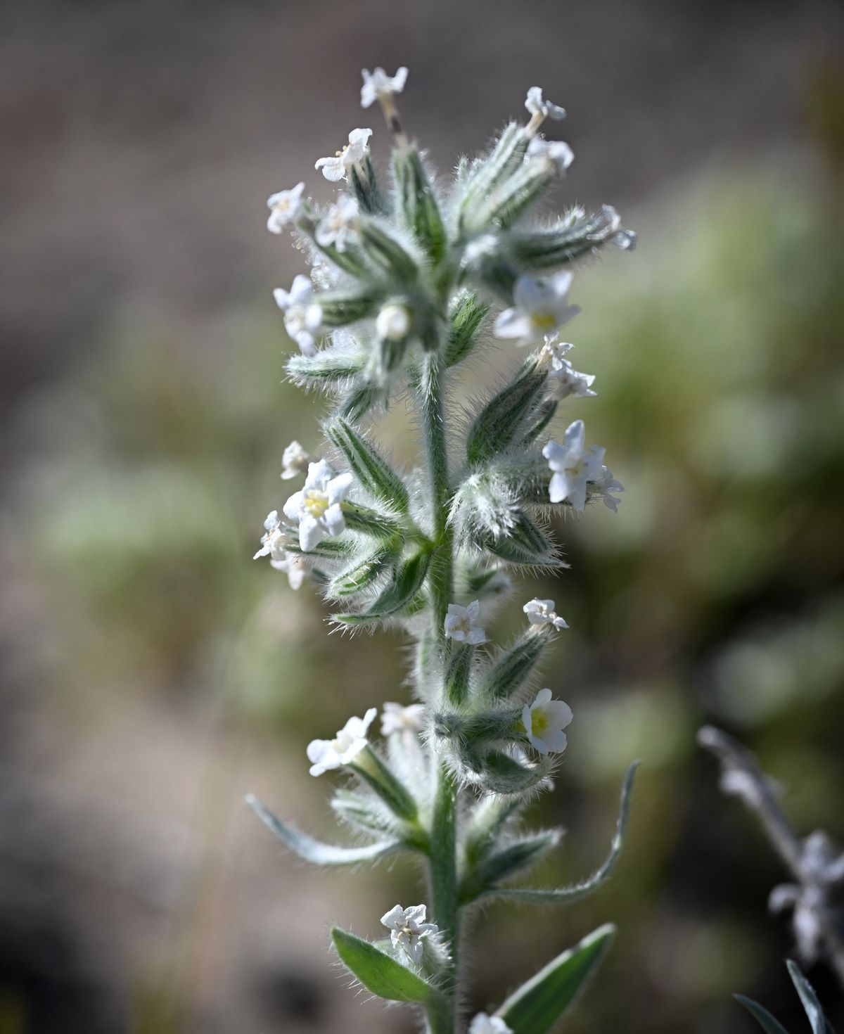 The rare gray cat’s eye grows May 6 near Vantage, Wash. Mark Darrach has worked on many botanical surveys for public agencies in the region and hopes that its scarcity will place it on the list of endangered plant species.  (Jesse Tinsley/THE SPOKESMAN-REVIEW)