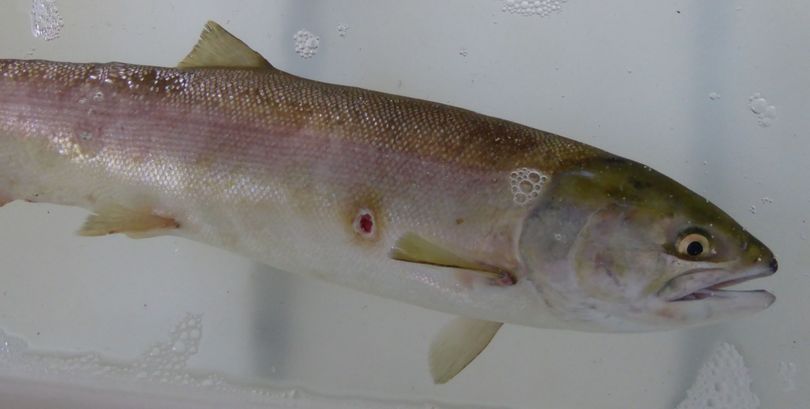 Warm water in the Columbia River has killed thousands of migrating sockeye, but through July 27, 368 were counted at Lower Granite Dam on the Snake River, which is the last dam the fish cross before reaching Idaho. (Idaho Fish & Game / Roger Phillips)