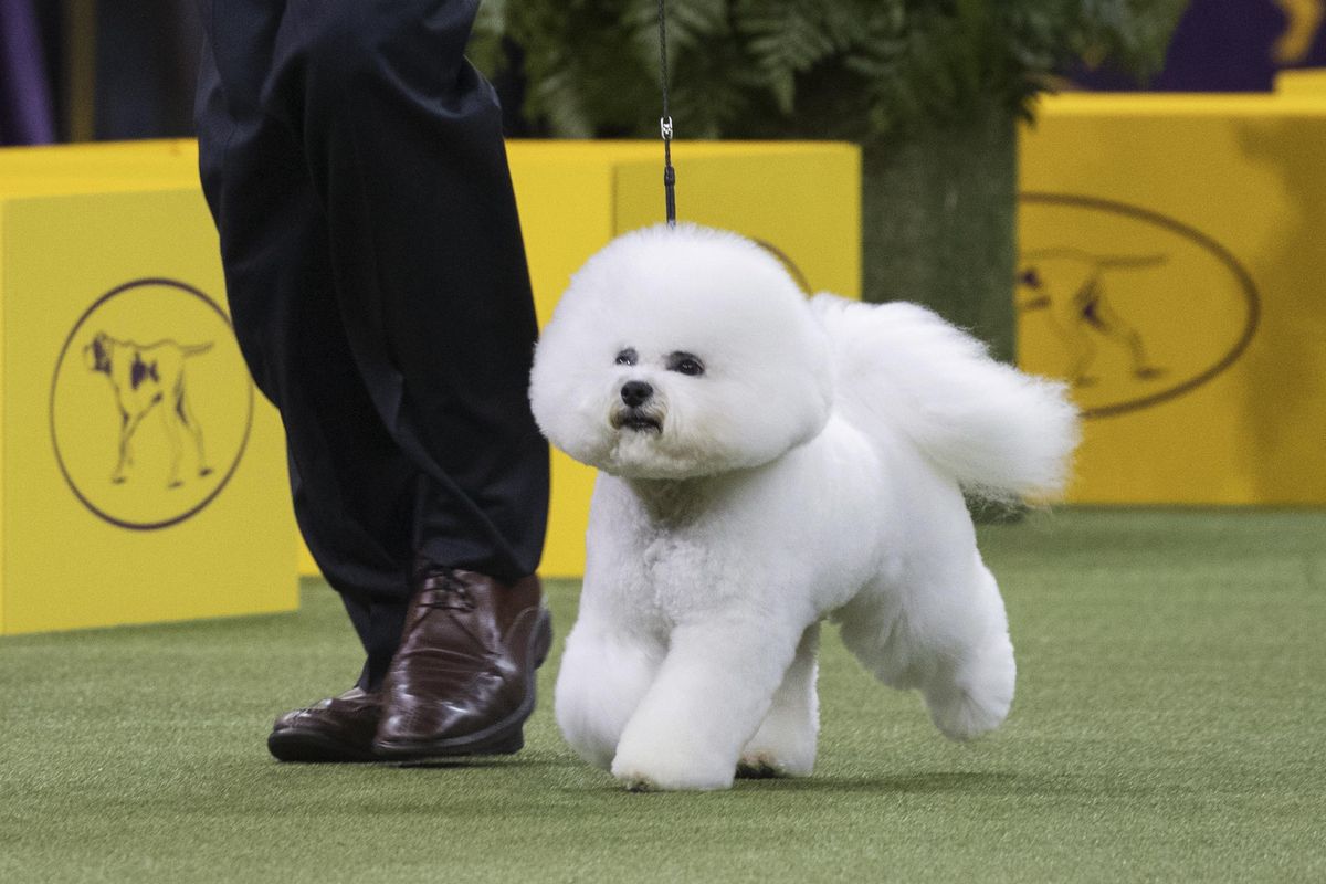 Bill McFadden shows Flynn, a bichon frise, in the ring during the non-sporting group during the 142nd Westminster Kennel Club Dog Show, Monday, Feb. 12, 2018, at Madison Square Garden in New York. Flynn won best in the non-sporting group. (Mary Altaffer / Associated Press)