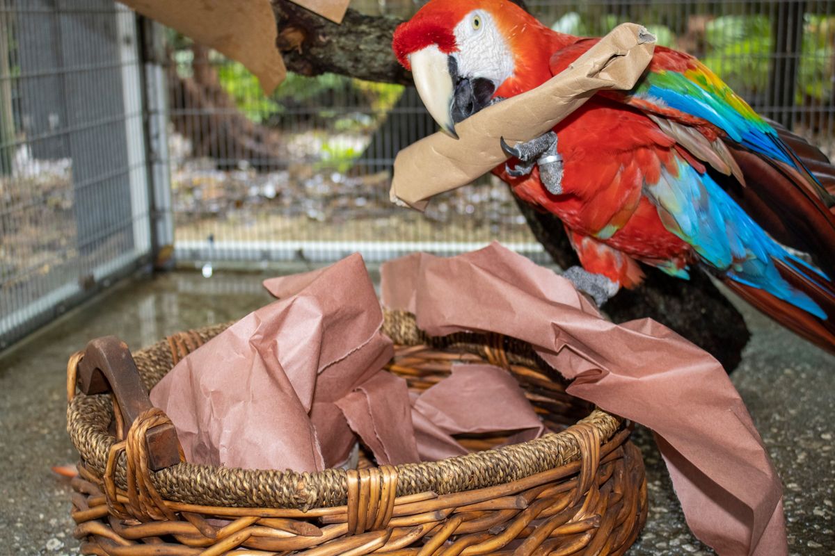 A photo provided by the Brevard Zoo of a scarlet macaw living in a temporary, behind-the-scenes habitat at the Brevard Zoo in Melbourne, Fla. This year's avian influenza outbreak is the worst the United States has experienced since 2015, the last time the country was hit hard by bird flu.    (BREVARD ZOO)