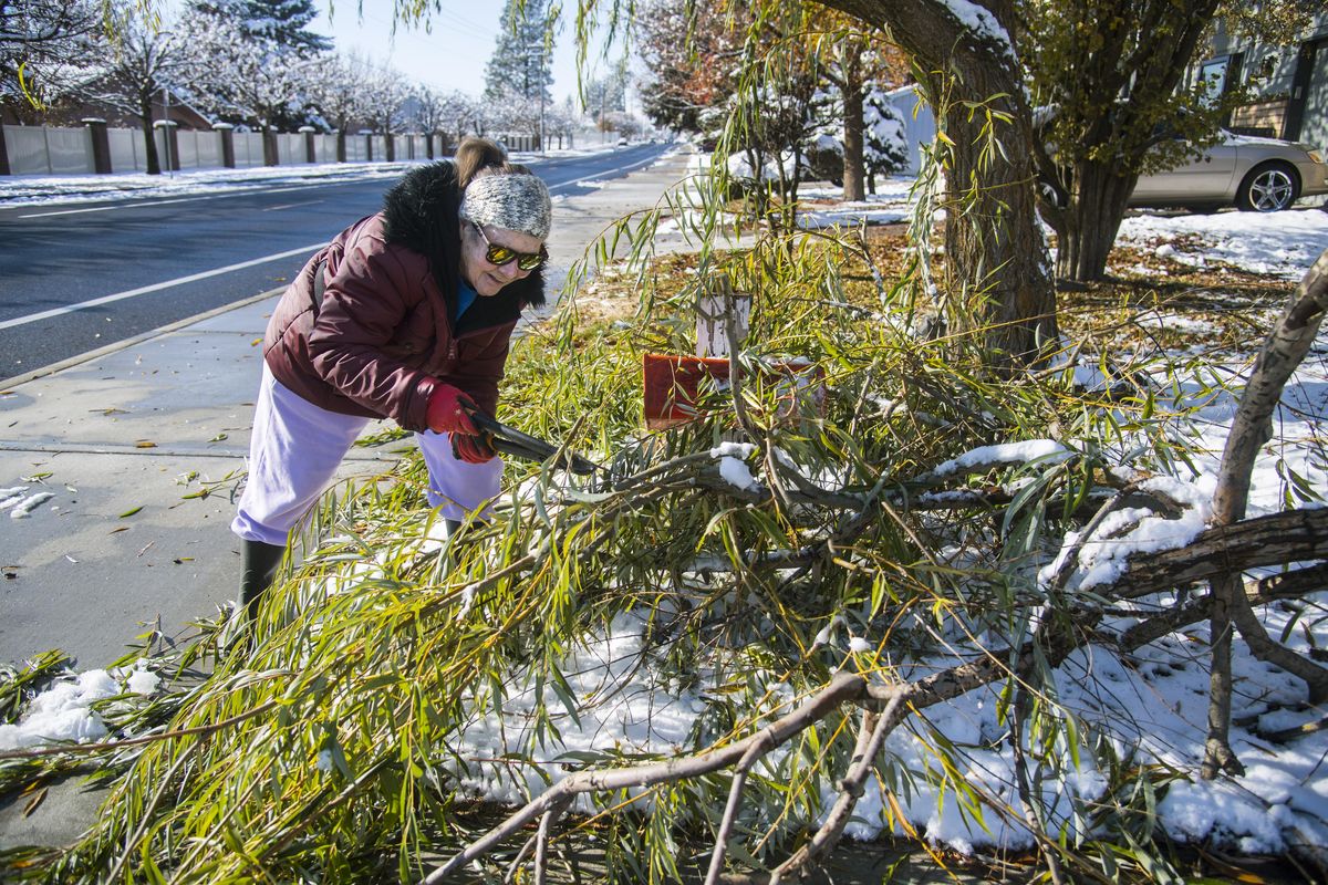 Pat Burke, 83, works to clear away weeping willow branches that broke under the weight of heavy snow, Monday, Nov. 6, 2017, on 37th Avenue near Freya, in Spokane, Wash. The falling branch dislodged her mailbox from its post but left the newspaper tube intact. “I always wanted one (a willow tree), but now I don”t know,” says Burke. (Dan Pelle / The Spokesman-Review)