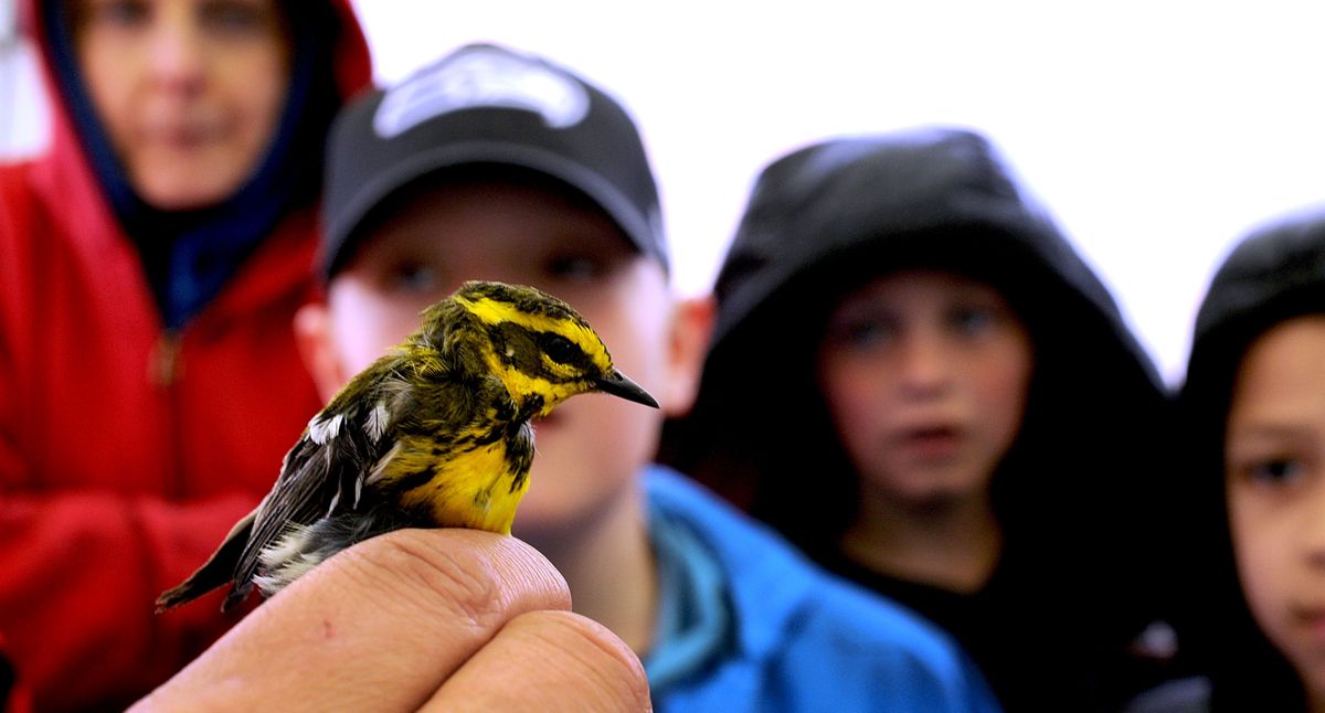 Second-graders from Skyway Elementary check out a Townsend’s warbler during a field trip with the U.S. Fish and Wildlife Service near Kingston, Idaho, on Tuesday. (Kathy Plonka)