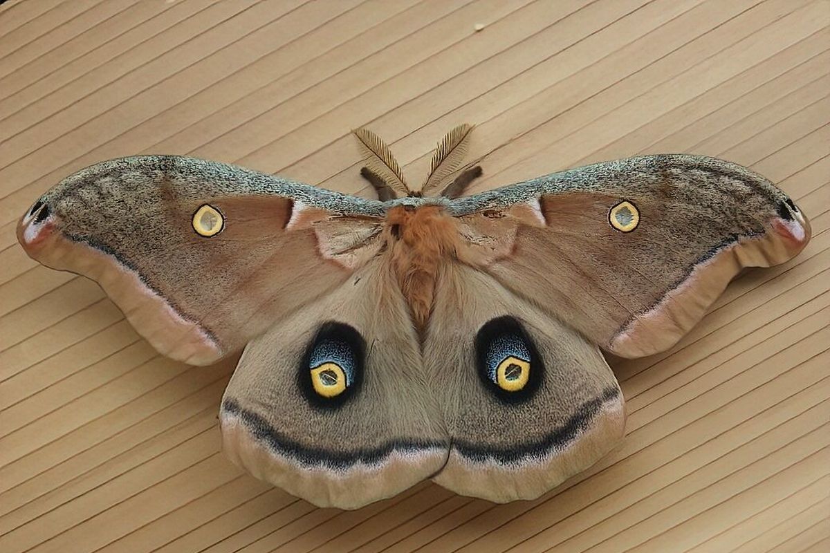 Known as one of the largest and most beautiful moths in North America, the polyphemus moth can be found throughout much of of the U.S. It’s named after Polyphemus, the cyclops from Greek mythology, due to the eye-like markings on its wings. The eyes may be a defense mechanism, an attempt to deter predators.  (Courtesy of Carl Barrentine)