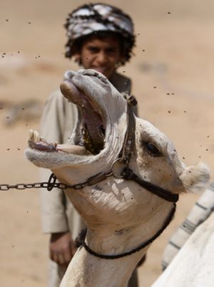 Flies surround a camel's face as an Egyptian Bedouin jockey looks on before the start of the Sharqeya Camel Race Festival on the outskirts of the city of Belbeis, Egypt, Tuesday, March 30, 2010.  The racers from many Arab countries are competing in the races which are split into categories by track distance and the camel's age. (Amr Nabil / Associated Press)