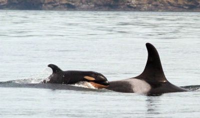 
This photo provided by the Center for Whale Research shows orca calf J-41 swimming with its mother, J-19, in the Puget Sound in July. The federal government on Tuesday listed Puget Sound's killer whales as an endangered species. 
 (Associated Press / The Spokesman-Review)