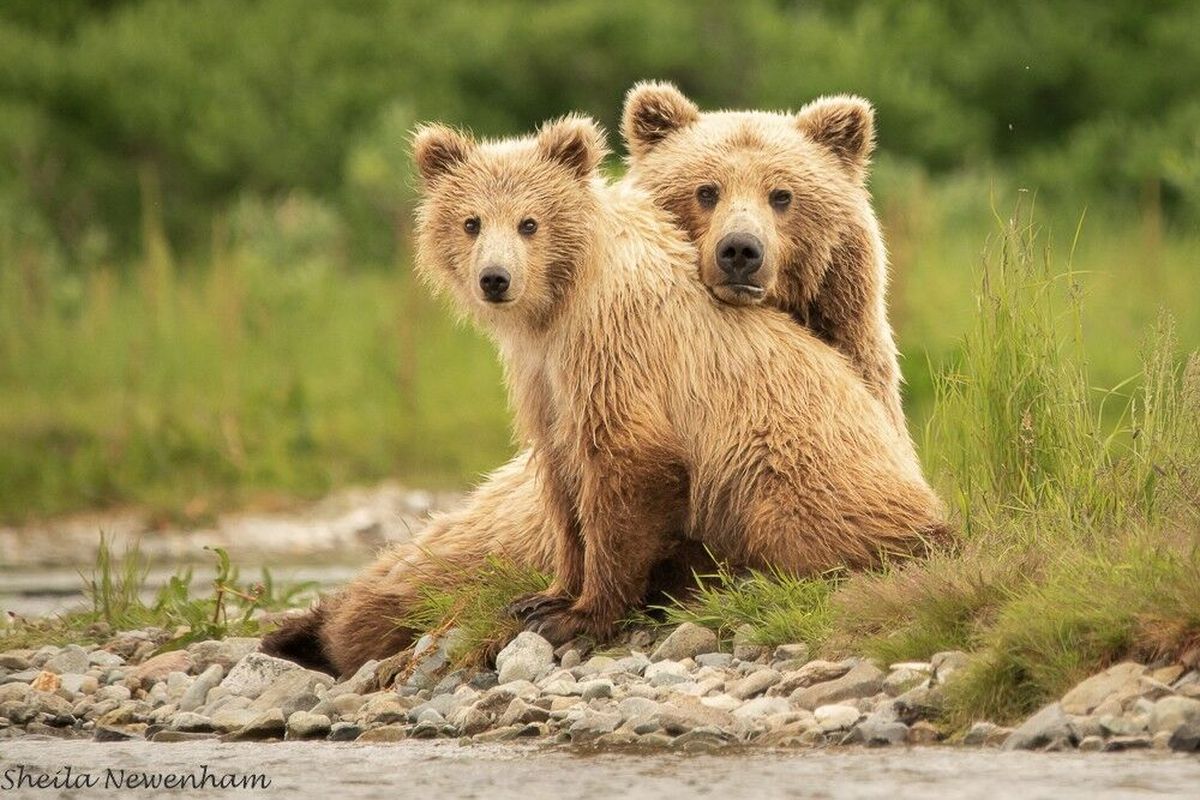 Two bears snuggle together in a photo by Sheila Newenham.  (Courtesy of Sheila Newenham)