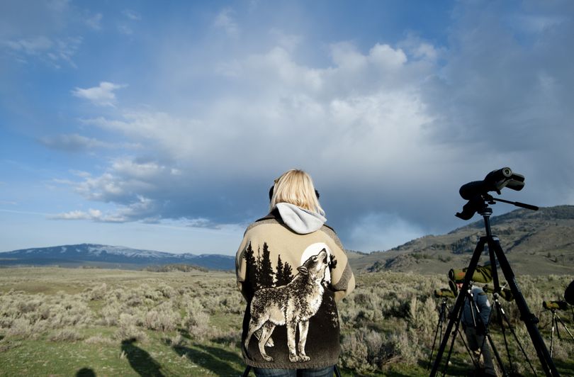 Wolf watcher Linda Hamilton, of Green River, Wyo., uses a spotting scope to scan the plains near the Lamar Valley on May 11. Hamilton and her husband, Larry, said they have come to Yellowstone several times since wolves were reintroduced to the park in 1995. More than 300,000 people see wolves in the park each year. (Tyler Tjomsland)