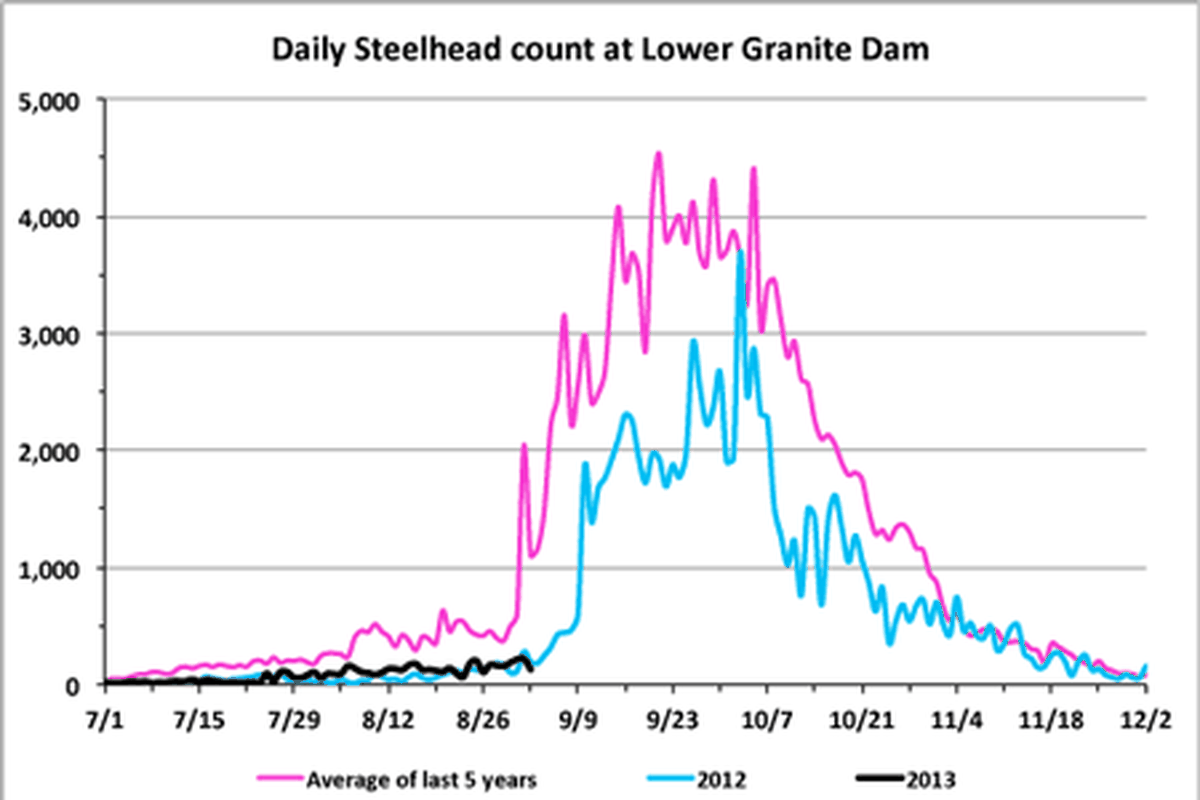 Steelhead counts at Lower Granite Dam, posted Sept. 3, 2013. (Fish Passage Center)