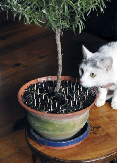 Toothpicks placed in the potting soil can help keep cats away from the soil in potted houseplants. (Associated Press)