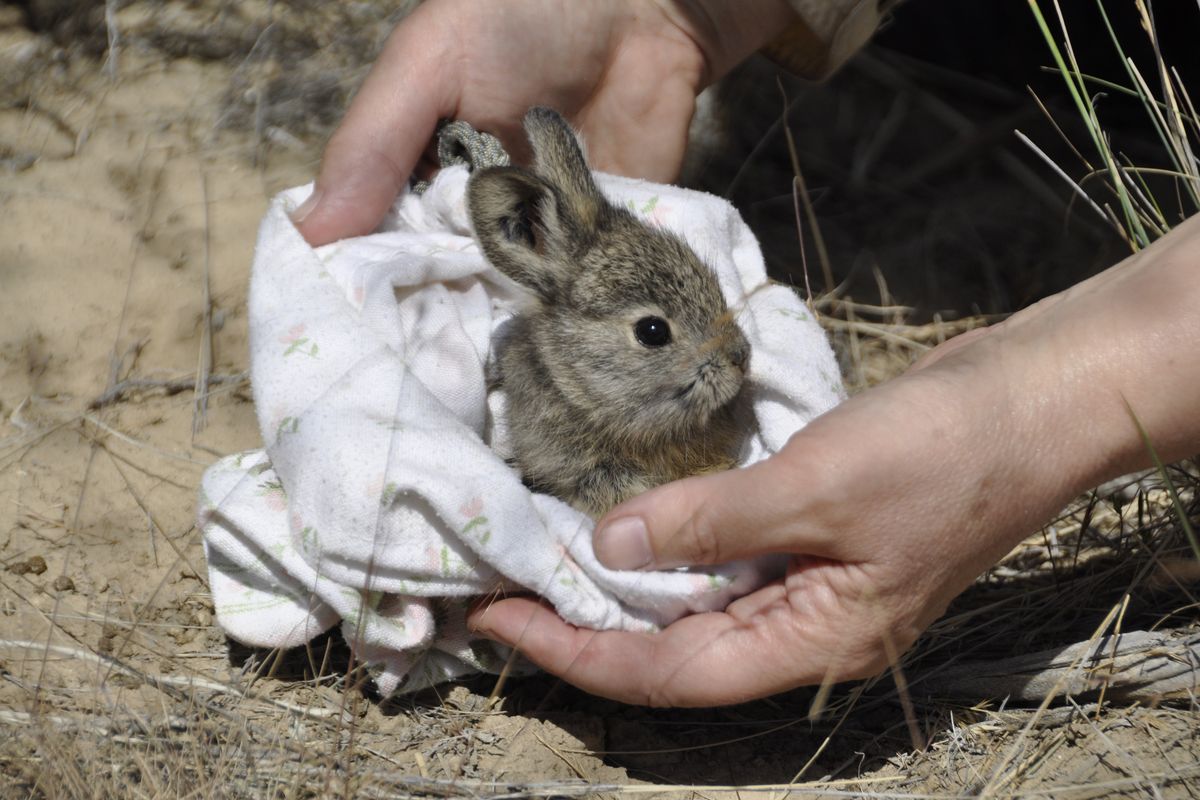 Hobby Farms: Rabbits: Small-Scale Rabbit Keeping by Chris