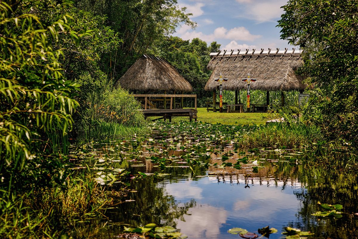 The tree island where William Buffalo Tiger, the first elected chairman after federal recognition in 1962, once lived on the Miccosukee Indian Reservation, Fla., June 22, 2024. Islands deep in the Everglades protected the Miccosukee and other Native Americans from U.S. troops during the Seminole Wars of the 1800s – today, visitors can take Native-led tours of the islands.  (New York Times)