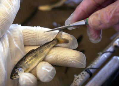 A worker cuts off the adipose fin of a 3-month-old chinook salmon at the Issaquah Salmon Hatchery to identify it as a hatchery-bred salmon after its release to the wild.  (Associated Press / The Spokesman-Review)