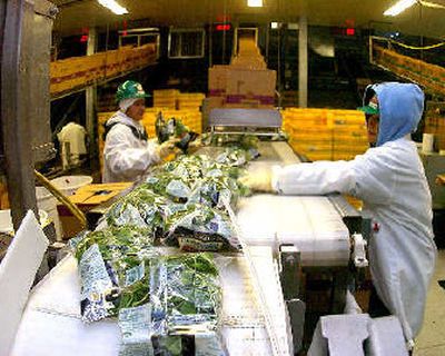 
Pre-mixed salad moves down the assembly line for packaging and transport to customers at Earthbound Farms plant in Yuma, Ariz. 
 (Associated Press / The Spokesman-Review)