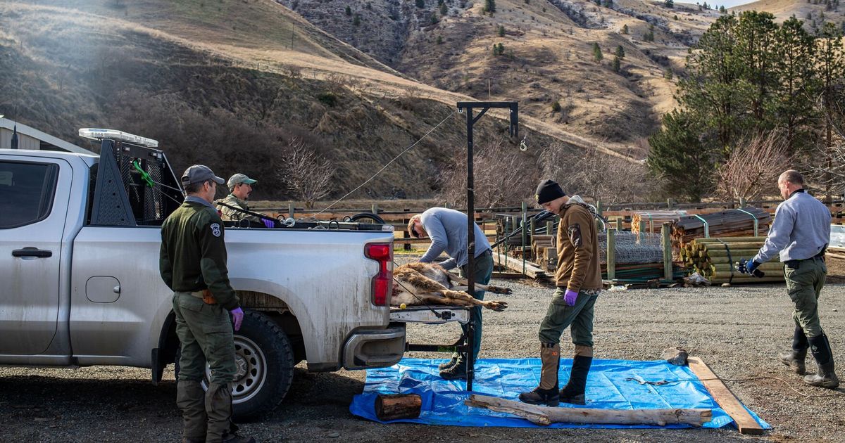 Idaho Fish and Game officials killed 442 deer and found chronic wasting ...