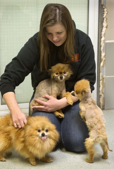 Randi Oien, Spokane Humane Society shelter manager, attends to Ruby, left, Murphy, on Oien’s lap, and Teddy. These dogs and dozens of others were rescued in Stevens County recently. The Humane Society is nursing them back to health and hopes to have them ready for adoption this weekend. (Dan Pelle)