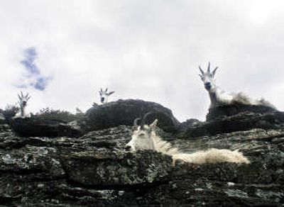 Species like mountain goats that live at high elevations will lose their habitat and are likely to go extinct.Associated Press
 (Associated Press / The Spokesman-Review)