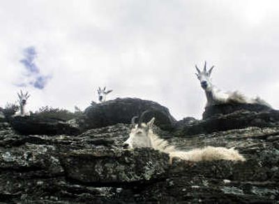 Species like mountain goats that live at high elevations will lose their habitat and are likely to go extinct.Associated Press
 (Associated Press / The Spokesman-Review)