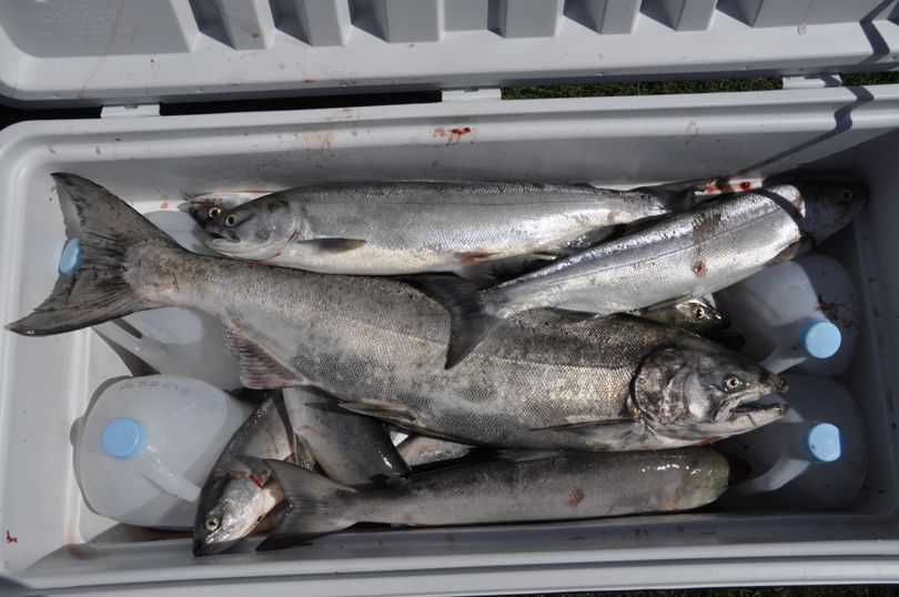 A summer chinook dwarfs sockeye salmon in a cooler. (Rich Landers)