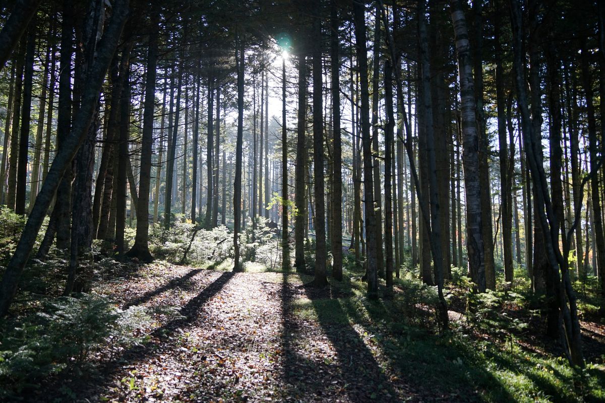 The morning sun shines through a forest outside Yuzhno-Sakhalinsk on Sakhalin Island in Russia’s Far East on Sept. 3.  (Igor Dudkovskiy)