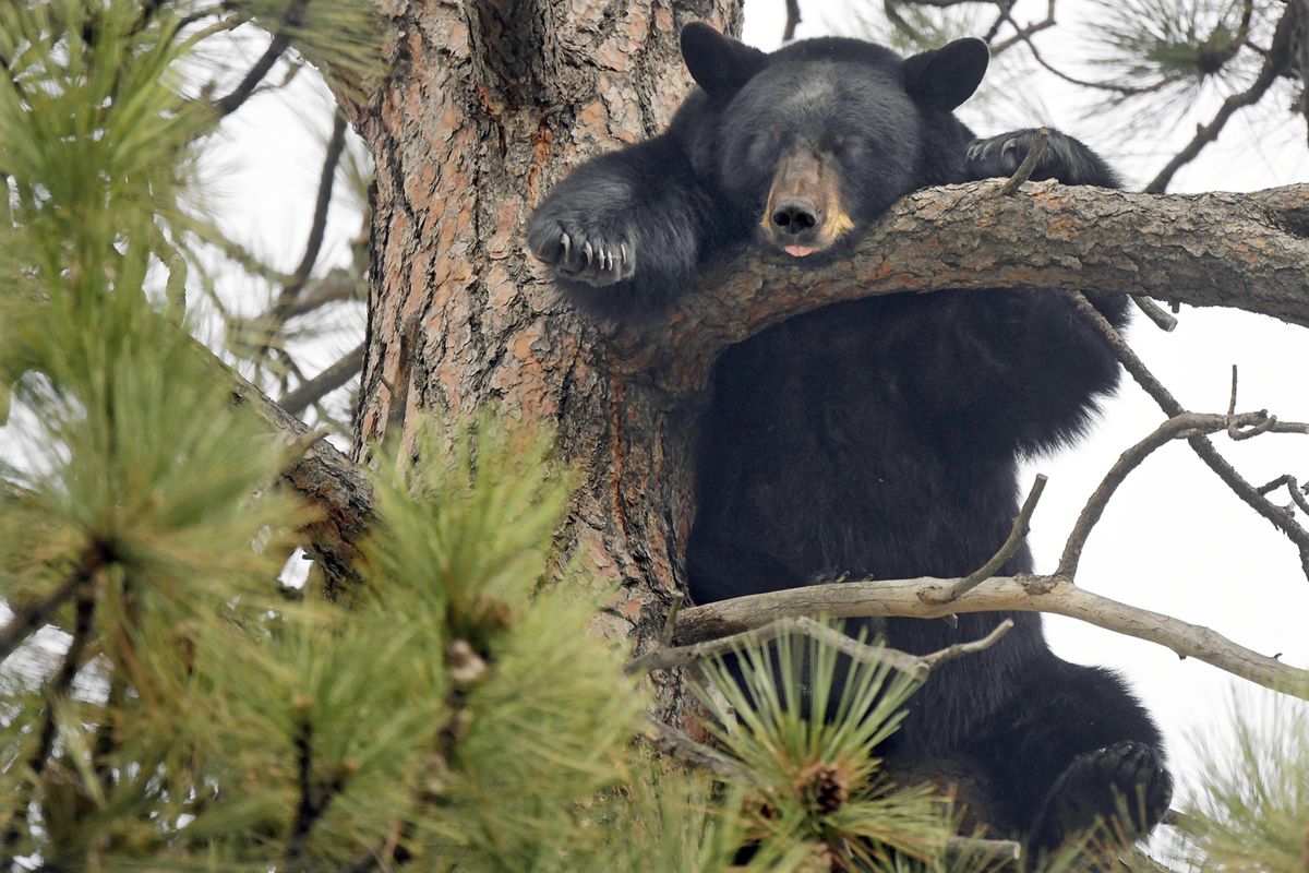 A female black bear sleeps with its tongue out high up in a ponderosa pine tree near Clark Fork School in the Rattlesnake neighborhood of Missoula in October 2019.  (Tommy Martino)