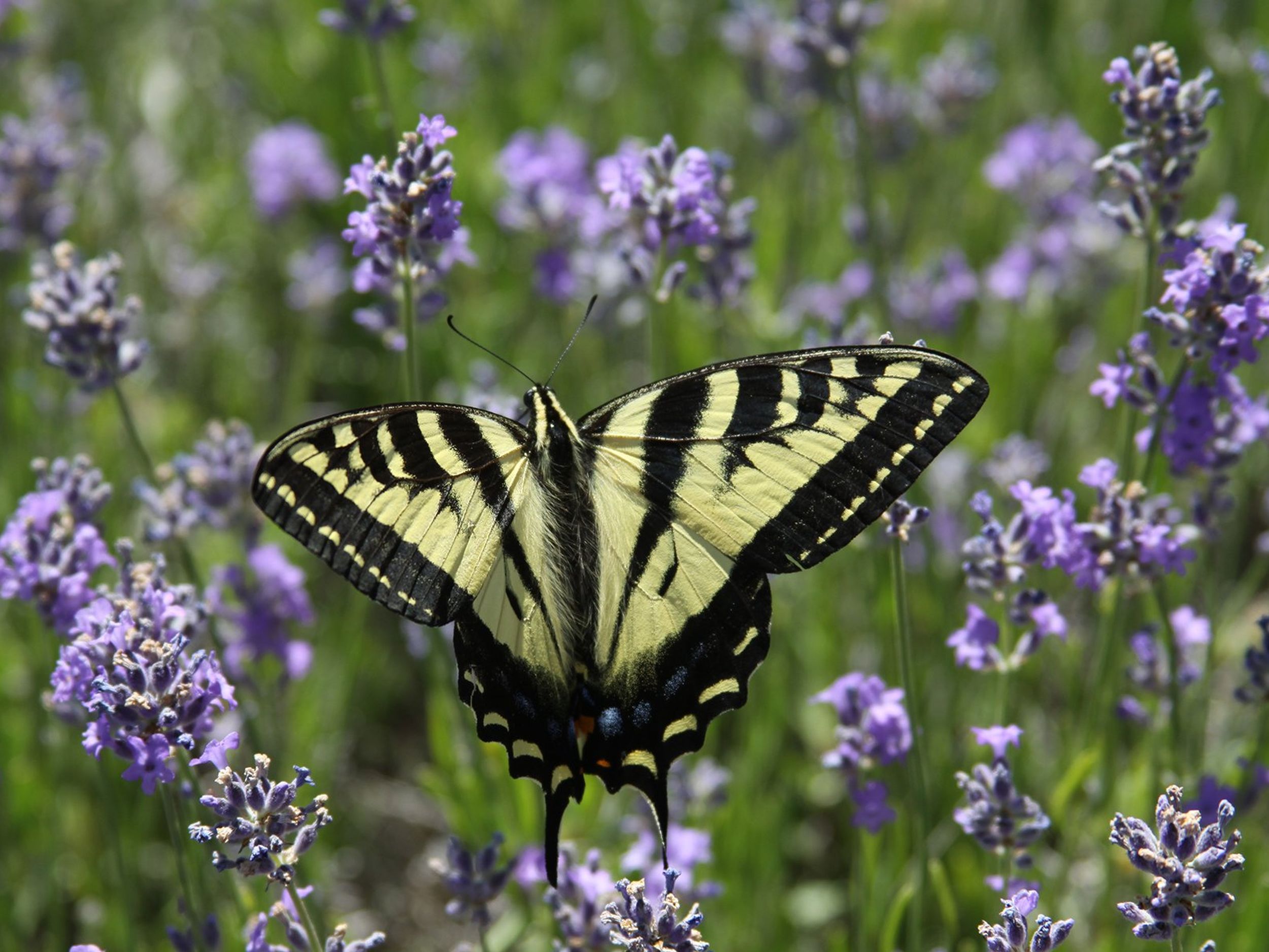 How to Grow Lavender in Texas? – The Garden Bug Detroit