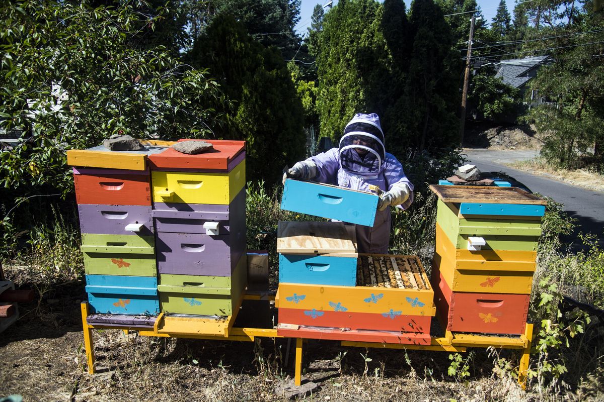 Kimberlee Kealiher lives on the South Hill and runs a hobby bee operation in her yard, July 18, 2017, in Spokane. Her bee hives are colorful and the location is unique being located on a tiny hill that overlooks 29th Avenue. (Dan Pelle / The Spokesman-Review)
