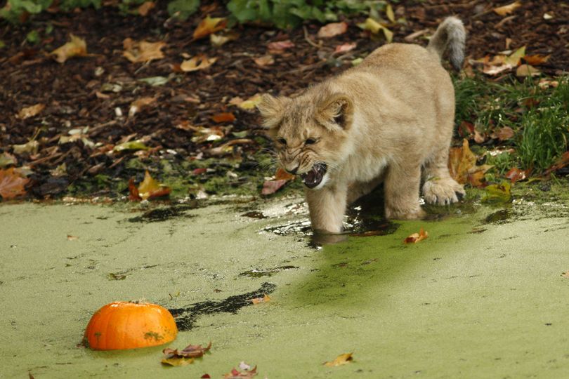 ORG XMIT: LST101 Three-month-old Asian lion cub, Rubi, attempts to retrieve a pumpkin which fell into the pond in the lions enclosure at the London Zoo in London, Thursday, Oct. 22, 2009. (AP Photo/Sang Tan) (Sang Tan / The Spokesman-Review)