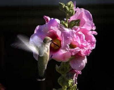 
A hummingbird is buried up to its eyeballs in Hollyhocks.
 (Christopher Anderson/ / The Spokesman-Review)