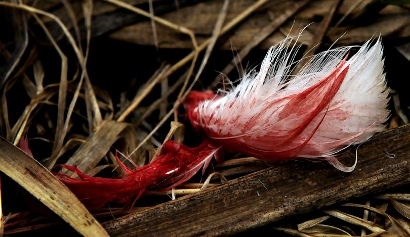 Blood-soaked feathers from a dead swan lie near the Strobl Marsh near Rose Lake, Idaho, in April. Lead-contaminated sediments from the Coeur d’Alene River corridor have poisoned  swans. (Kathy Plonka / The Spokesman Review)