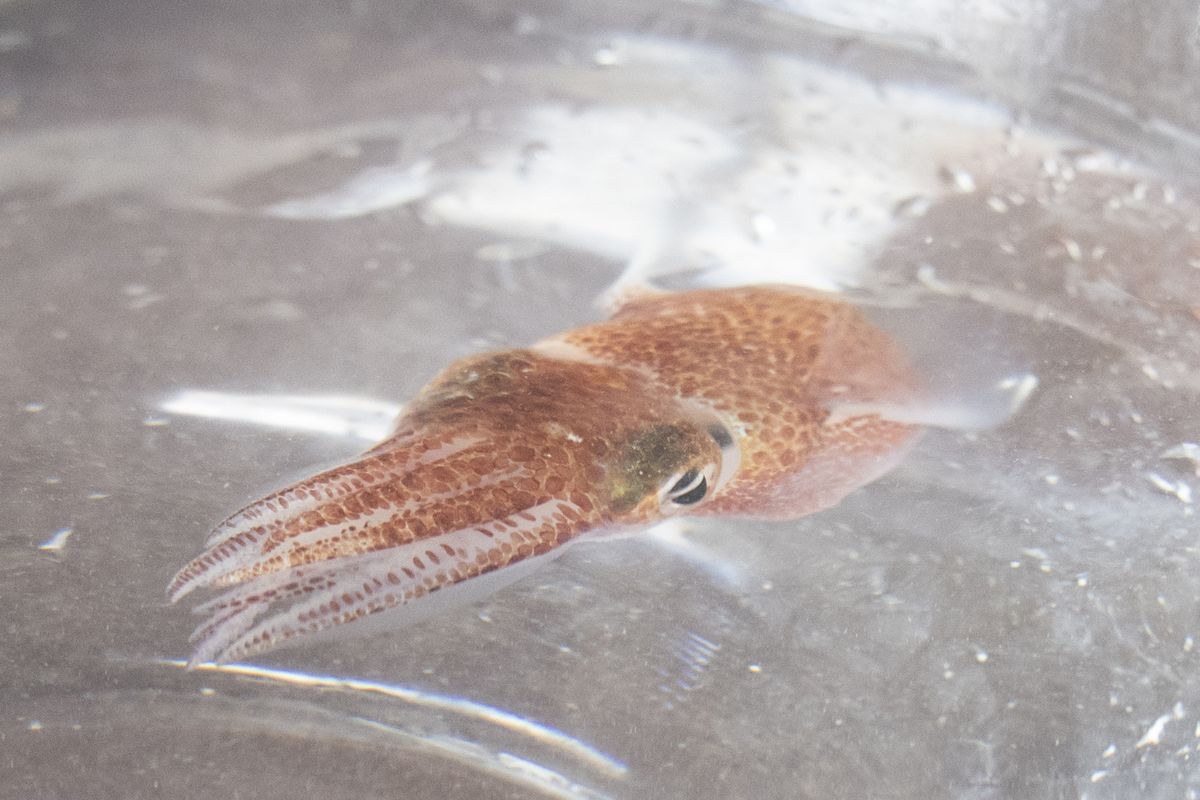 A squid is shown at a lab in Honolulu on June 11, 2021. Dozens of baby squid from Hawaii are in space for study. The baby Hawaiian bobtail squid were raised at the University of Hawaii’s Kewalo Marine Laboratory and were blasted into space earlier this month on a SpaceX resupply mission to the International Space Station.  (Associated Press)