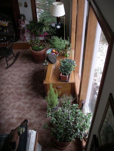 Keep houseplants close to windows in the winter for the best light. (Courtesy of Pat Munts / COURTESY PHOTO)