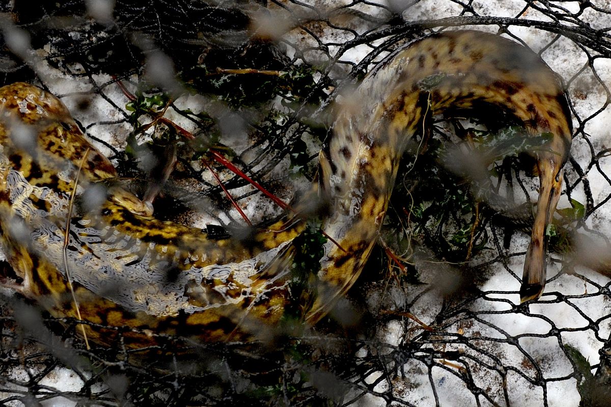 This burbot was netted by members of  Idaho Department of Fish and Game on the Kootenai River near Bonners Ferry on Thursday, Jan. 20, 2011. The tribe and the state are trying to propogate burbot. (Kathy Plonka / The Spokesman Review)