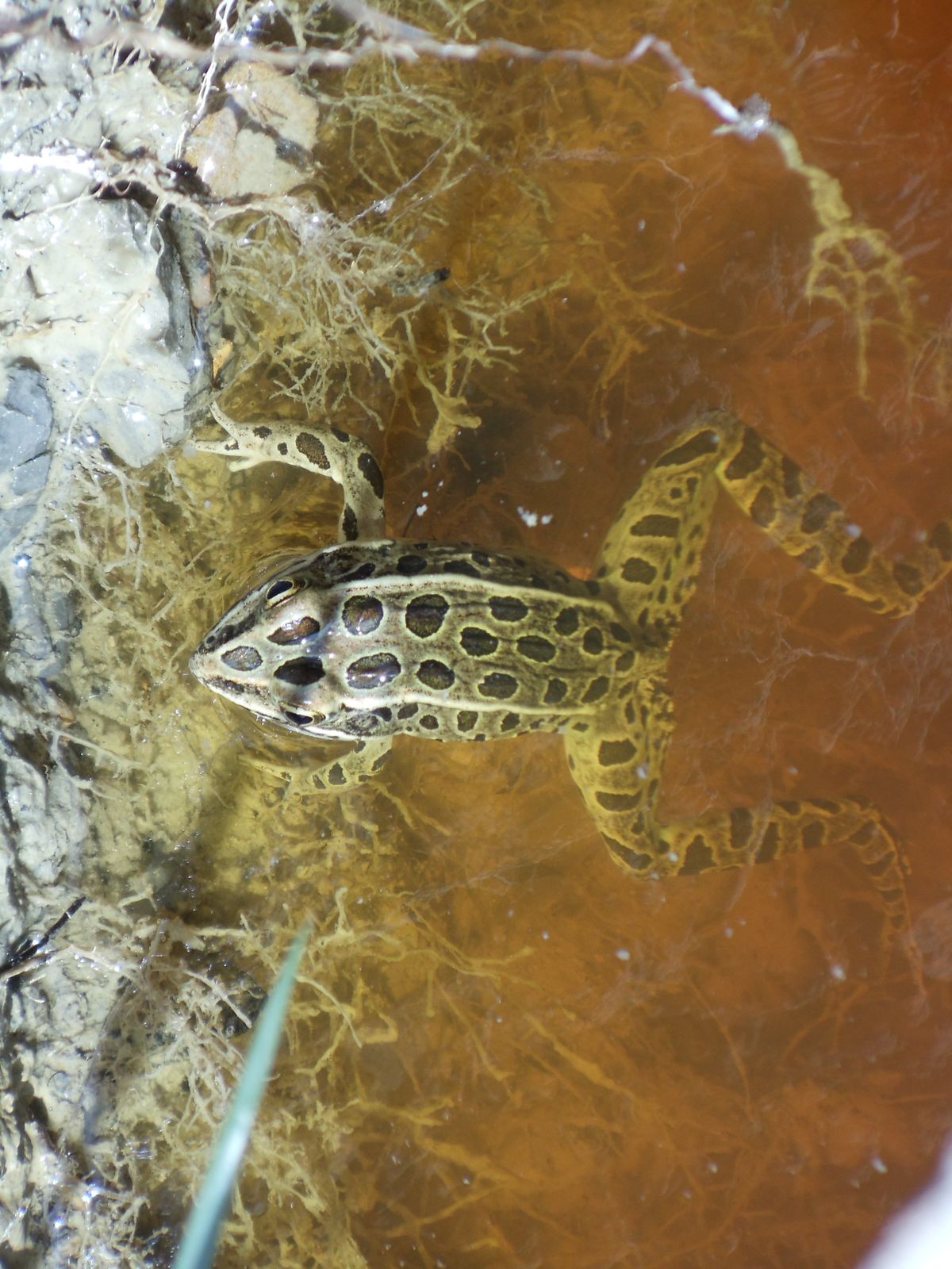 A northern leopard frog as seen in 2018. Washington wildlife managers released hundreds of frogs into Washington’s channeled scablands Tuesday night in the Columbia National Wildlife Refuge in Grant County.  (Joseph R. Bruce)