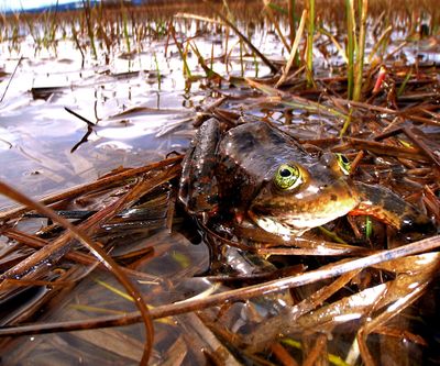 An undated photo provided by the U.S. Fish and Wildlife Service shows an Oregon spotted frog, which was listed Thursday as a threatened species. (Associated Press)