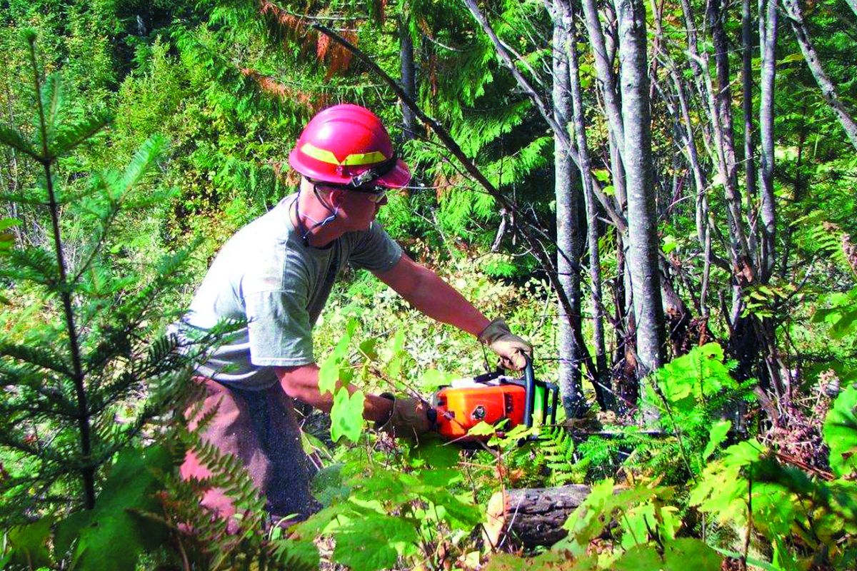 An Idaho Fish and Game employee uses chain saw to cut brush in Pete King drainage of Clearwater National Forest.