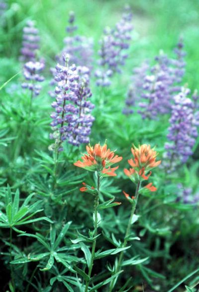 
Kettle River Range wildflowers include lupine (background) and paintbrush, which comes in more than 200 varieties.
 (Rich Landers / The Spokesman-Review)