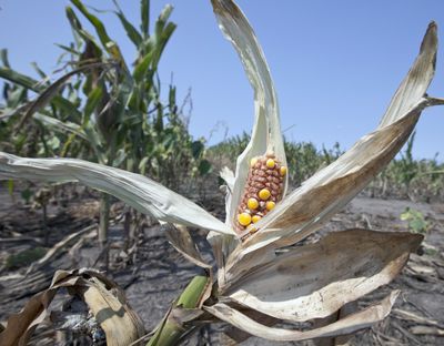 Drought-damaged corn is seen near Nickerson, Neb., last month. (Associated Press)