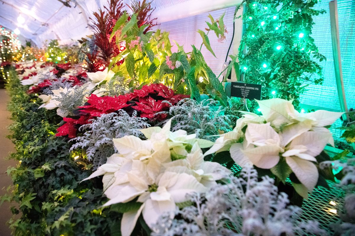 This photo from 2019 shows Gaiser Conservatory decked out in holiday lights. This year, guests can enjoy holiday lights in Manito Park from the comfort of their car.  (Jesse Tinsley / The Spokesman-Review)