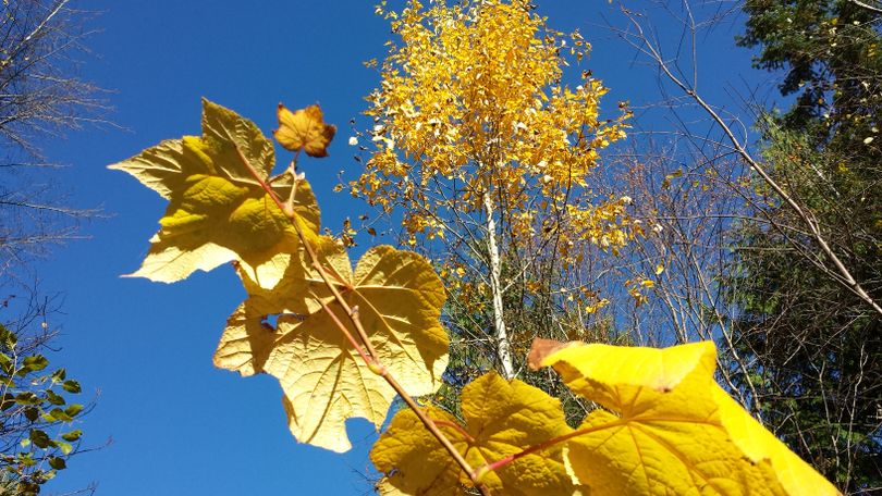 Thimbleberry and aspen in Pend Oreille County on Nov. 2. (Rich Landers)