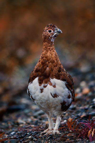 Willow ptarmigan. (Jaime Johnson)