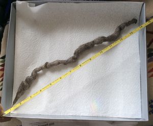 A 13-inch-long hair-loaded scat -- apparently from a coyote -- was found the first weekend of April at Turnbull National Wildlife Refuge. (Tina Wynecoop)