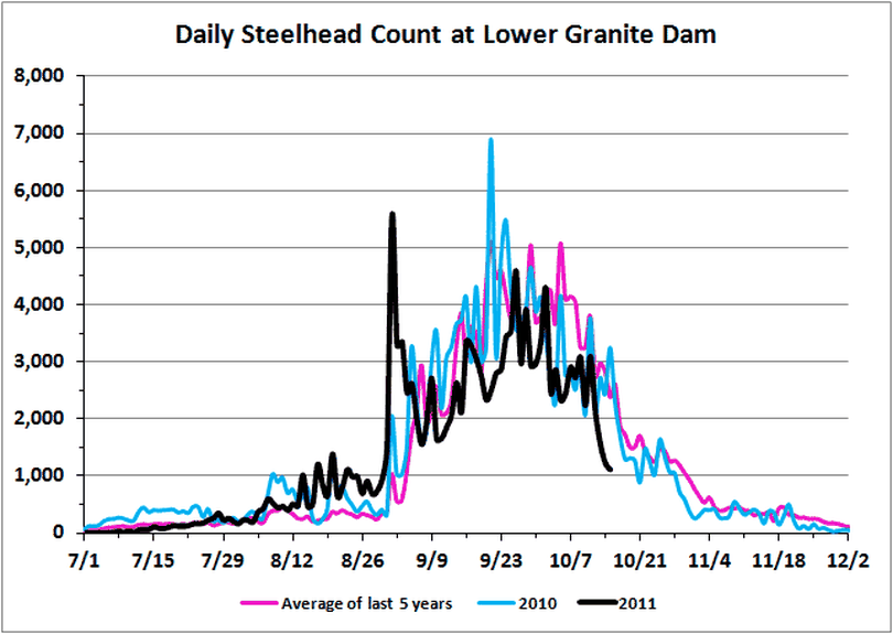 Steelhead counts over Lower Granite Dam as of 10-17-11. (Fish Passage Center)