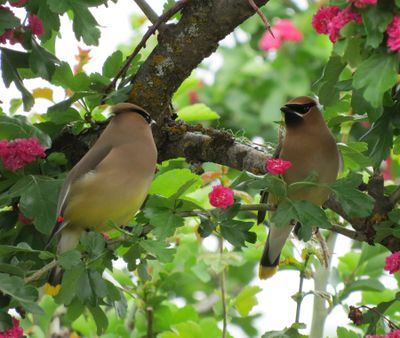 This pair of cedar waxwings like to nest in Susan Mulvihill’s hawthorn tree every year.  (Susan Mulvihill)